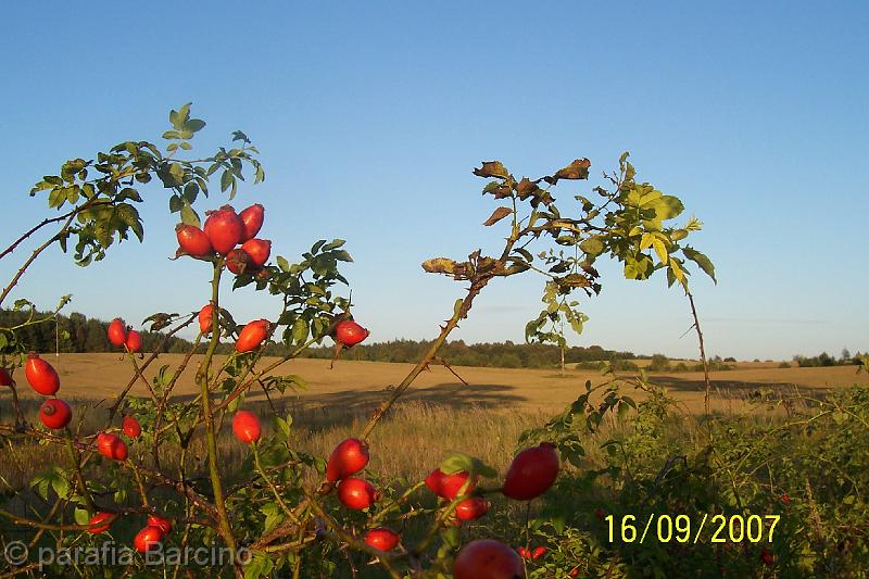 26.JPG - Dzika róża - fot. J. Seweryn